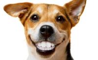 Dashing Dogs Dental image 10